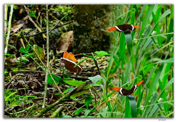 EQ0005.Cascada Helechos.Siproeta epaphus