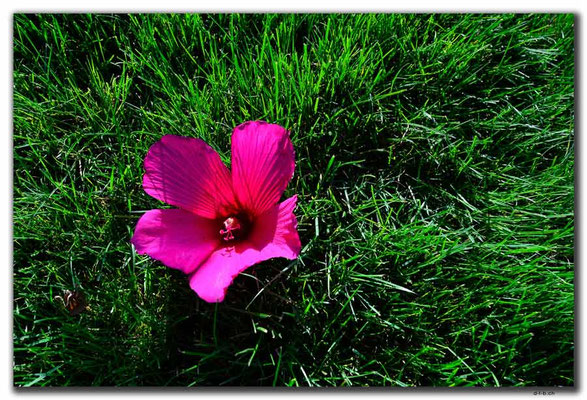 UZ0171.Tashkent.Hibiskus