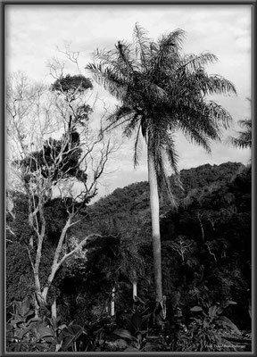 JM024 Palmendschungel