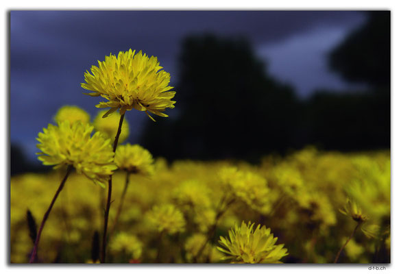 AU0410.Blume