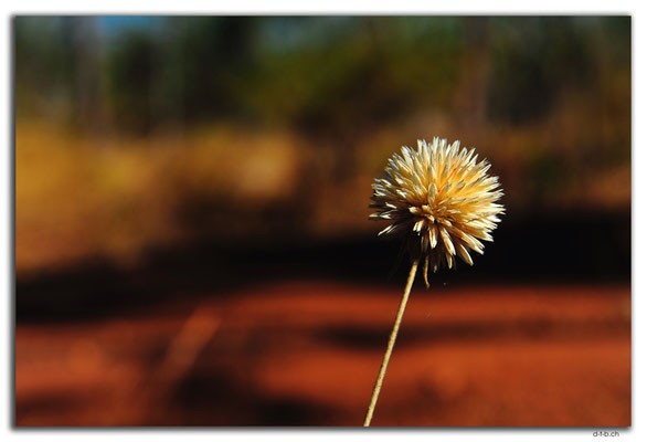 AU00111.Blume