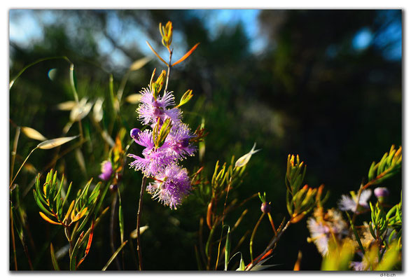 AU0501.Geraldton.Paintbrush