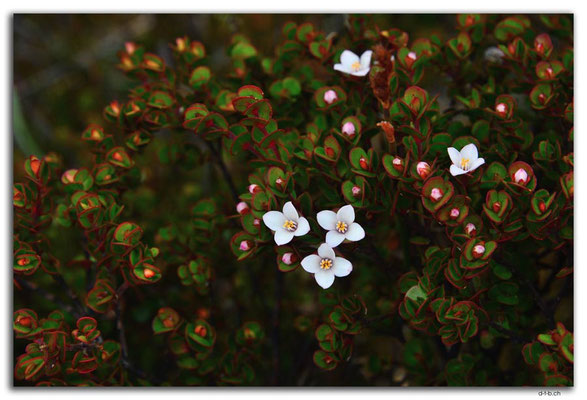 AU1357.Overland Track.Blumen