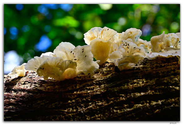 SB0052.Guadalcanal.Mushroom