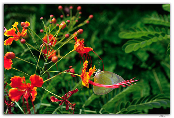 SIN0085.Botanical Garden.Butterfly