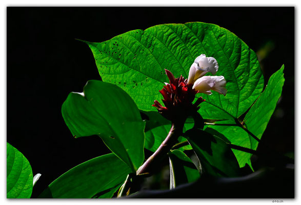 SB0051.Guadalcanal.Flower