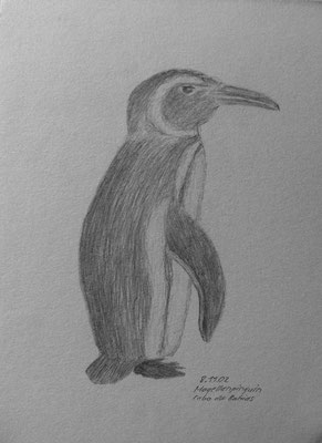 006.Skizze, Magellanpinguin Cabo dos Bahias /Argentinien
