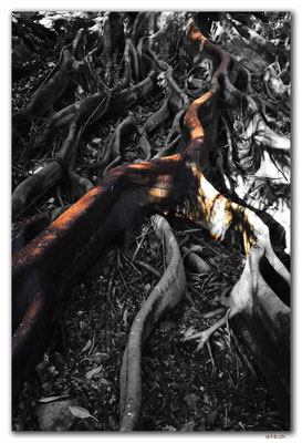AU1646.Sydney.Don Richie Grove.Roots
