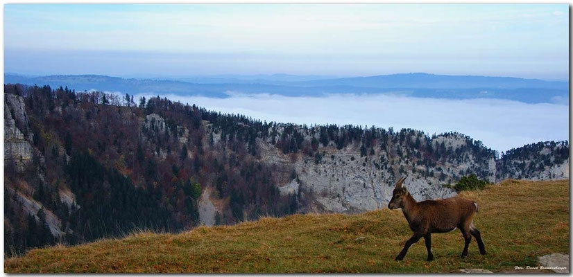 A0745.Creux du Van Steingeiss.CH