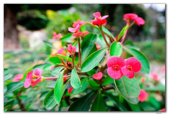 HK0148.Sik Sik Yuen Wog Tai sin Temple.Kaktusblüte