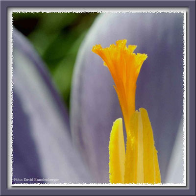 A0044,Krokus,Klosters,CH