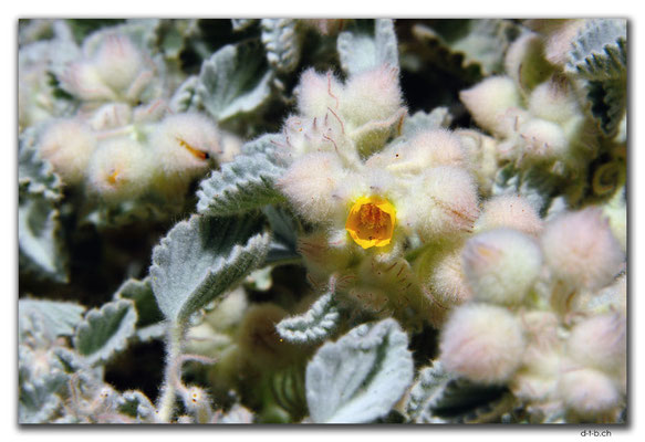 AU0351.Wooly Corchorus