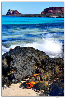 EQ0182.Santiago Island.Sullivan Bay.Ghost Crabs