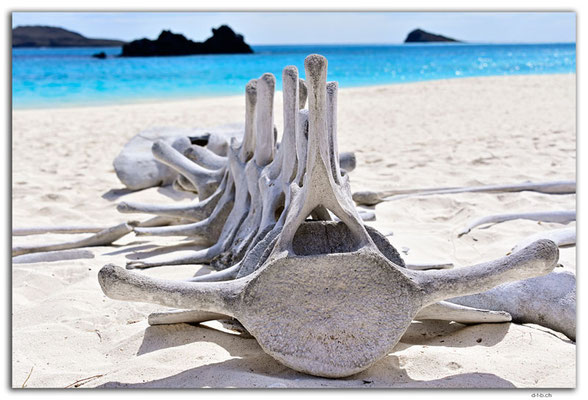 EQ0060.Española Island.Gardner Bay.Humpback Whale Bones