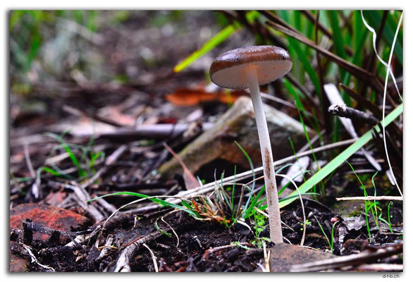 AU1411.Victoria Falls.Fungus