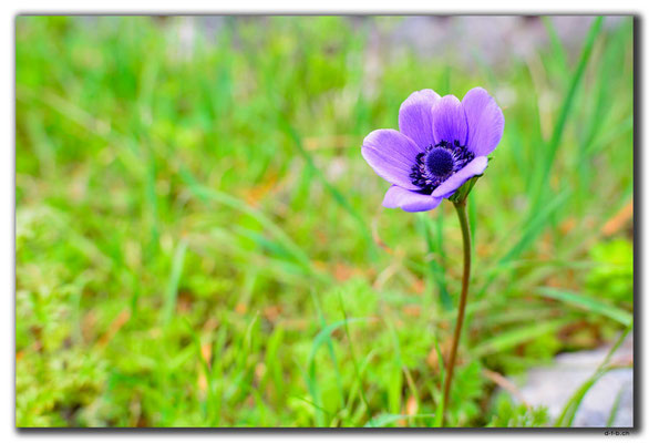 TR0198.Kayaköy.Blume