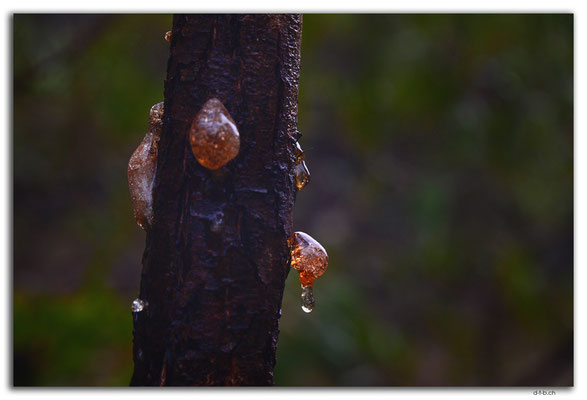 AU1106.Adelaide.Morialta Falls.Gumtree