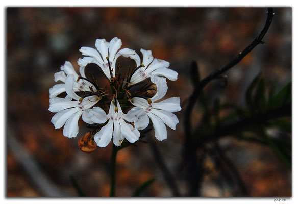 AU0834.Bandalup.Blume