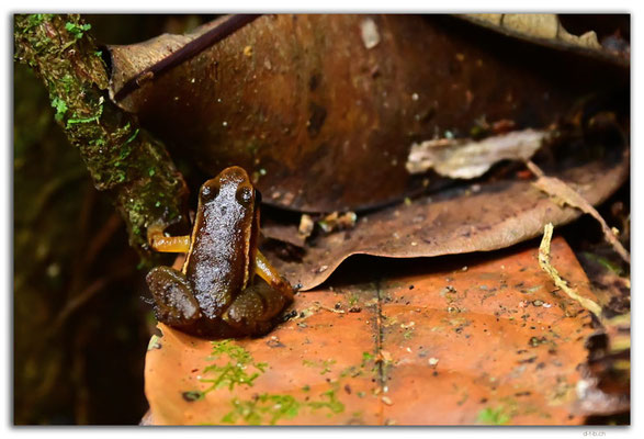 SR0036.Brownsberg N.P.Frog
