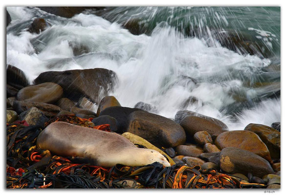 NZ0913.Curio Bay,Seal