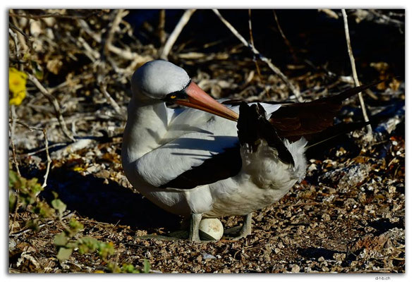 EQ0241.Genovesa Island.Nazca Boobie with egg