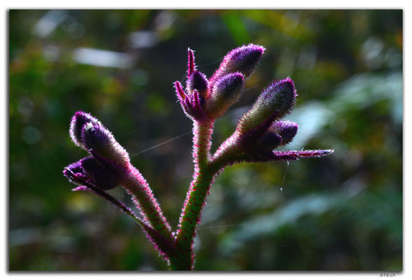 AU0776.Deep River.Kangaroo Paw