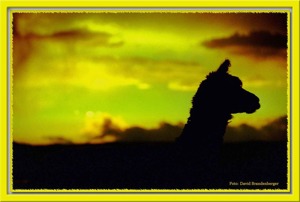 26.Lama, Parinacota,Chile