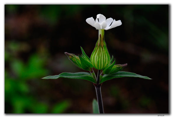 SK016.Blume am Wegrand