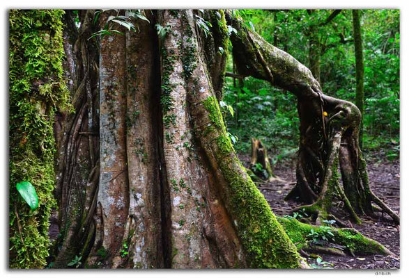 ID0191.Bedugul.Bot.Garten.Giant Fig Tree