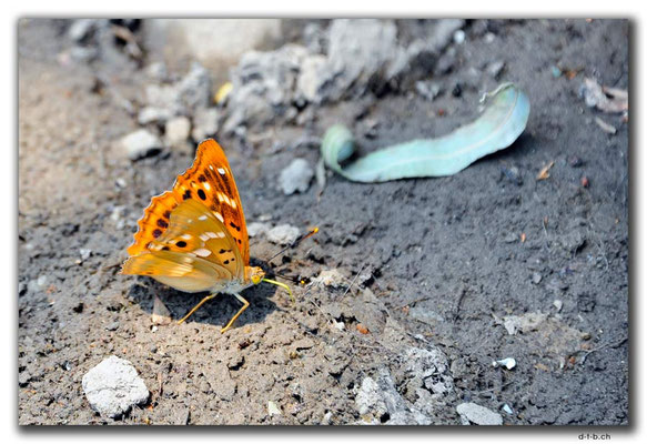 CN0259.Baotou.Schmetterling
