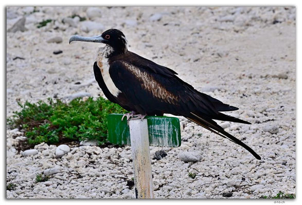 EQ0218.Genovesa Island.Fregattbird female
