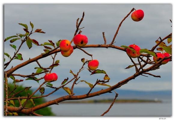 CA1287.Apples and Big Island