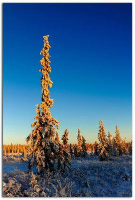 SE0084.Lapland Wilderness