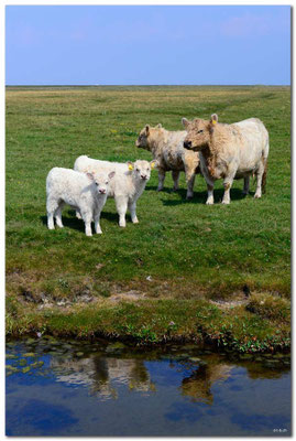 DE077.Hallig Hooge.Rinder