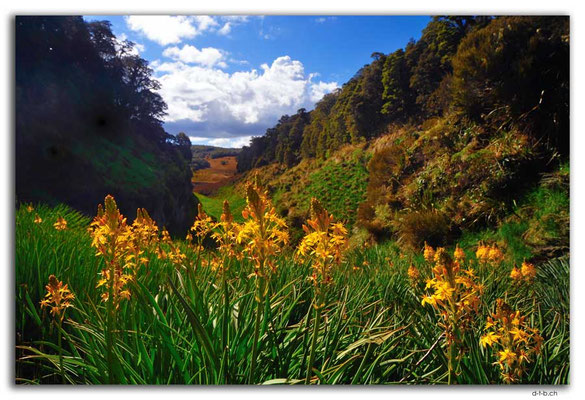 NZ0522.Kahurangi N.P.Sphinx Valley