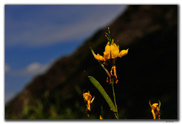 GE109.Mtskheta.Blumen