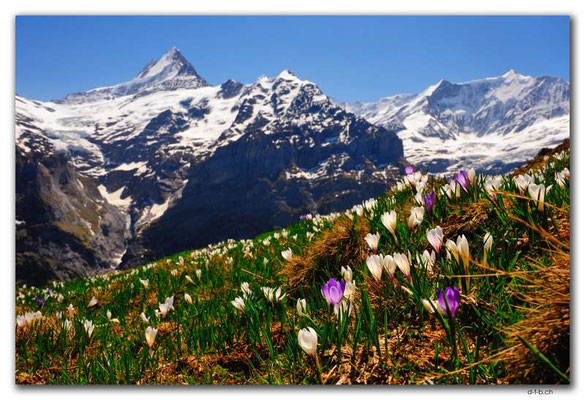 GW0268.Krokus vor Schreckhorn