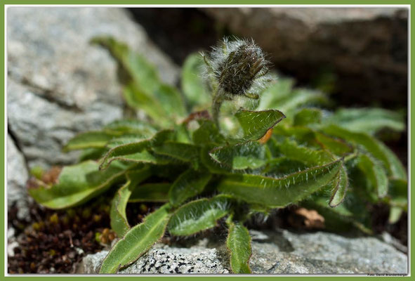 A0673.Alpenblume.Klosters.CH