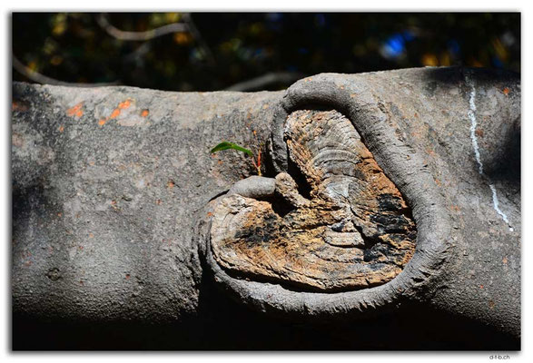 AU1702.Sydney.Herz im Baum