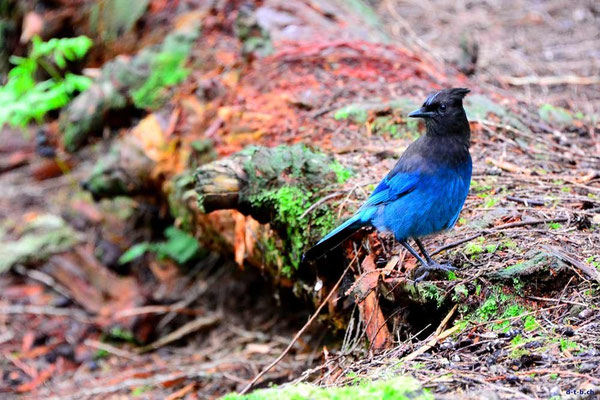 CA0267 Hicks Lake Steller'sJay