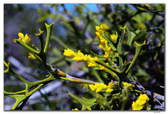 AU0451.Kalbarri N.P.Blume