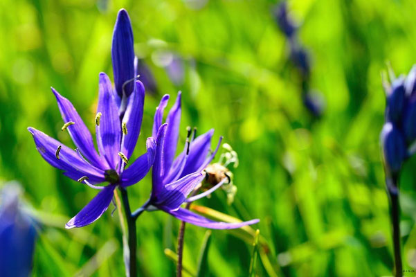 CA0040 Victoria Great Camas