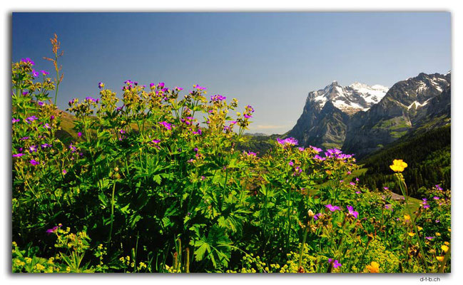 GW0288.Bergblumen vor Wetterhorn