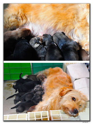 IR0006.Astara.Hündin mit 10 Puppies