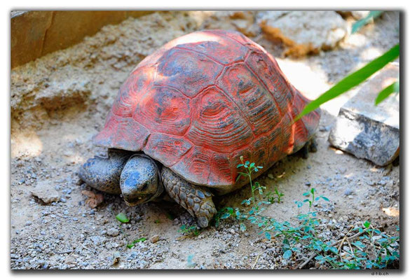 IR0138.Semirom.Schildkröte