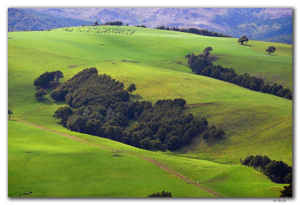NZ0070.Landwirtschaft an der Kauriküste