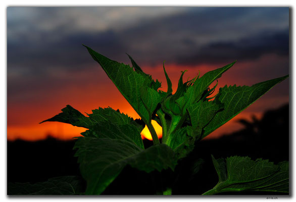 CN0166.Sonne und Sonnenblume