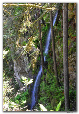 CA0508.Vancouver.Lynn Canyon at Suspension Bridge