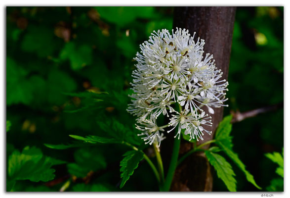 CA1050.Cypress Hills, Saskatchewan.Flower