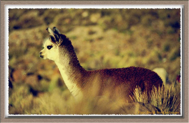132.Lama,Parinacota,Chile
